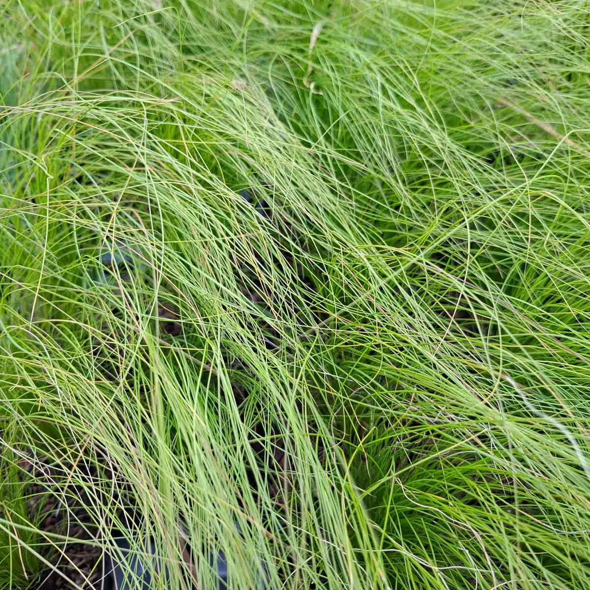 Stipa tenuissima 'Ponytails' P9