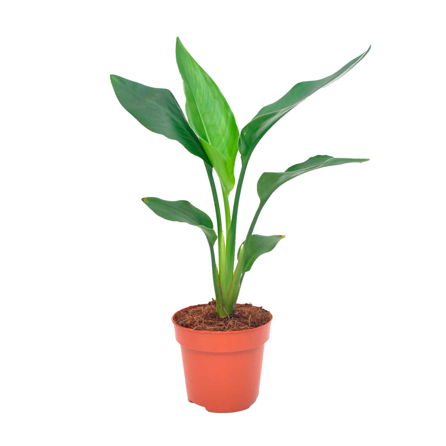Strelitzia reginae (without flower) 12cm