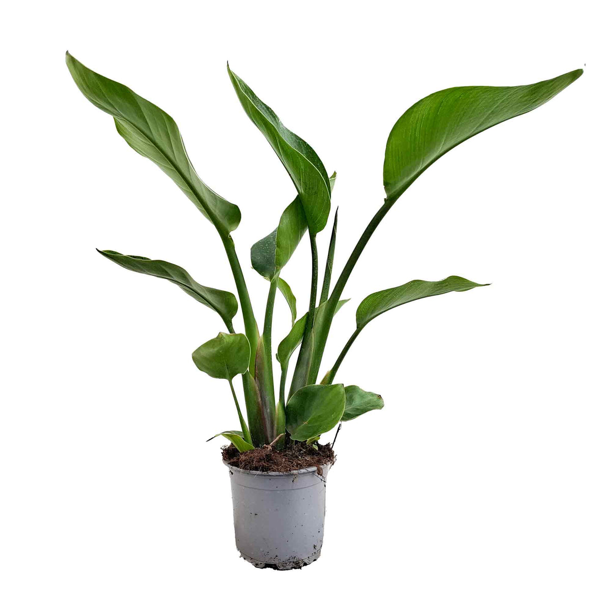 Strelitzia nicolai 12cm