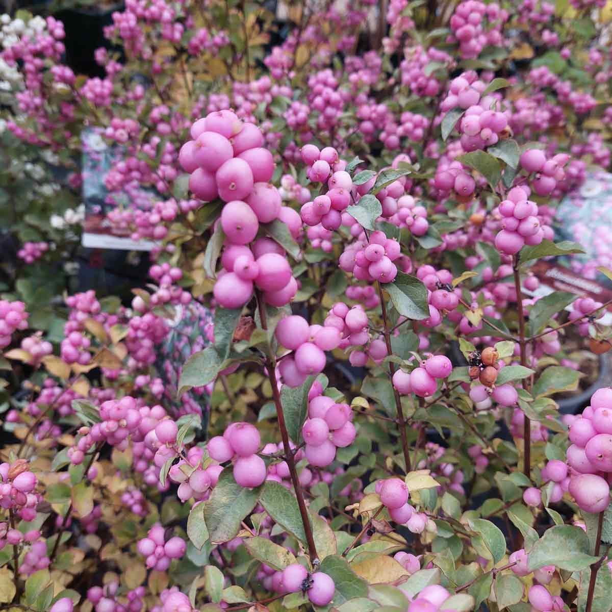 Symphoricarpos doorenbosii 'Magisk söt' C4