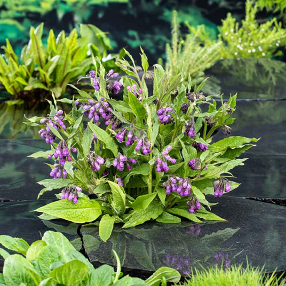 Symphytum officinale P9