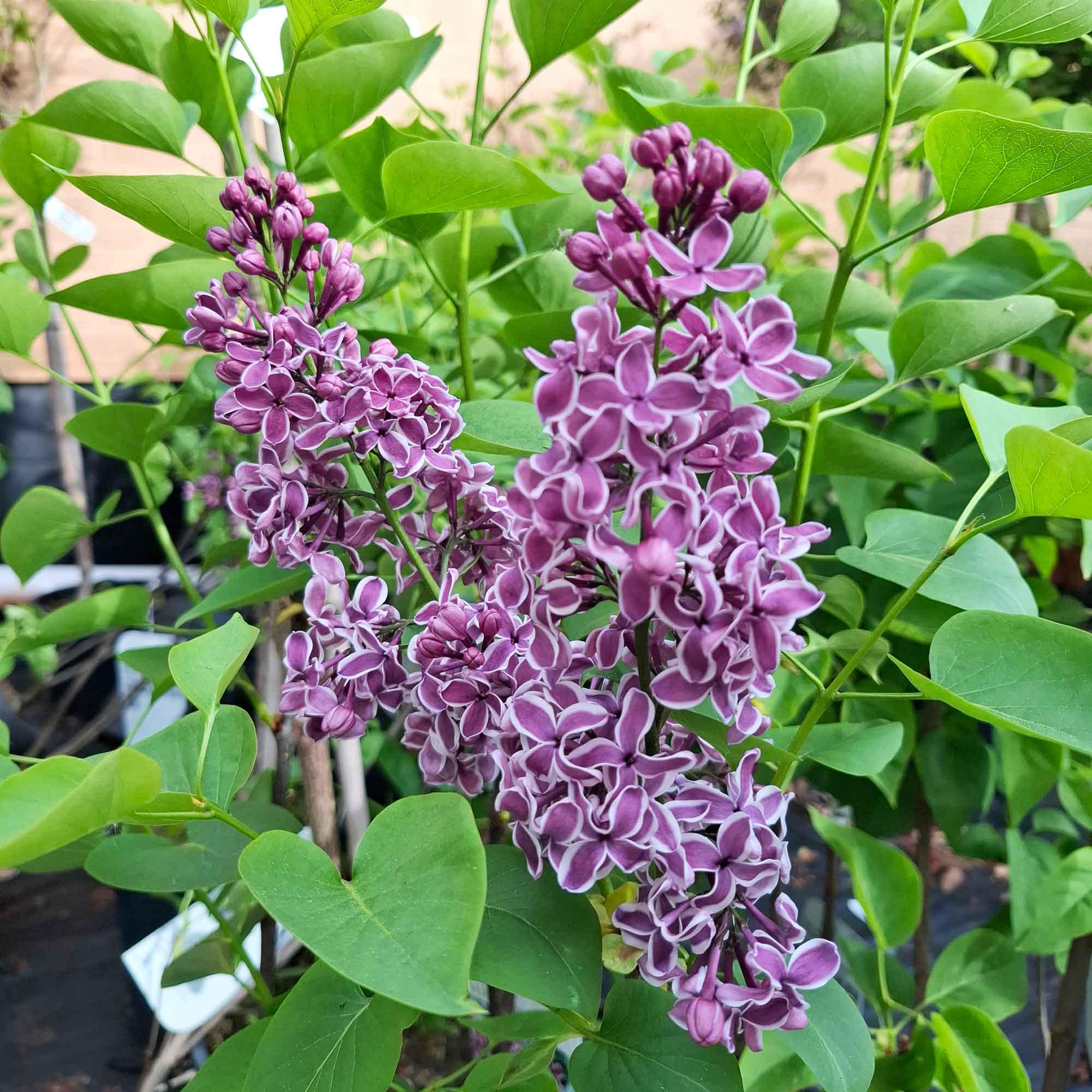 Syringa 'Sensation' 10 L. pot.