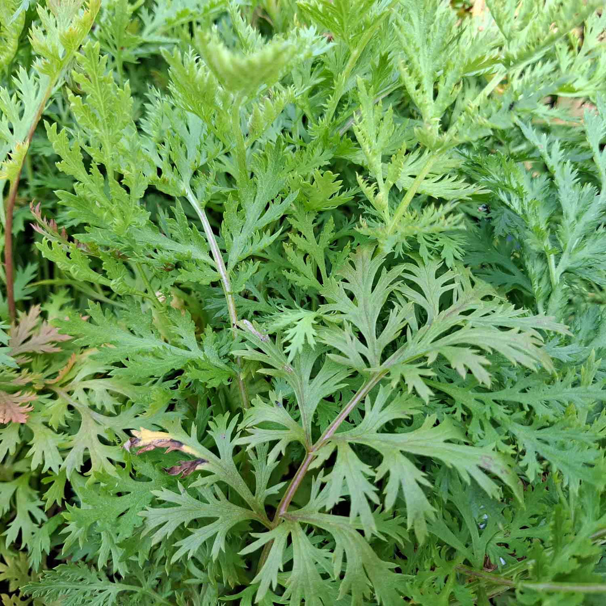 Tanacetum (C) 'Robinson's Red' P9