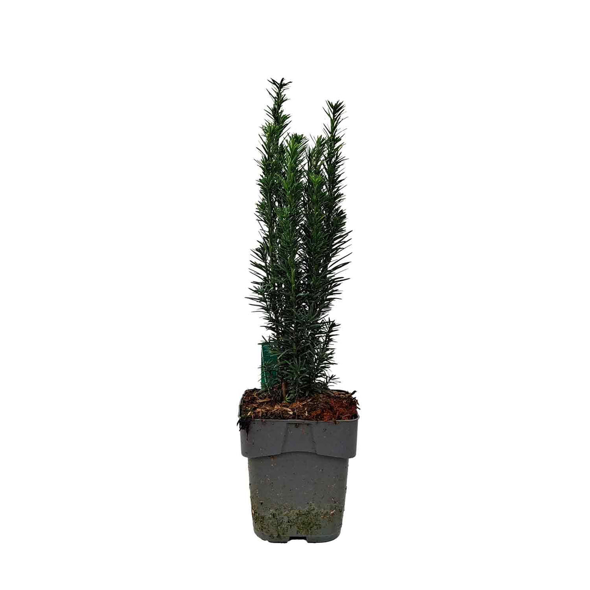 Taxus baccata 'Fastigiata Robusta' C3 30-40cm