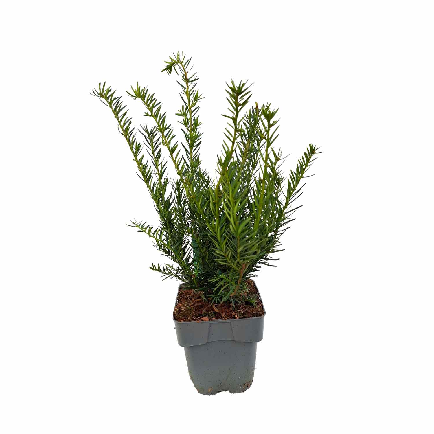 Taxus media 'Farmen' C2 30-35 cm