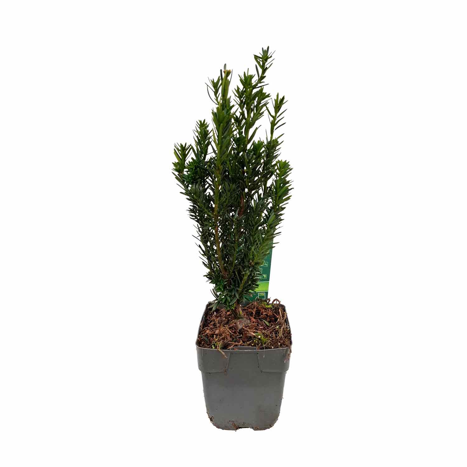 Taxus media 'Hillii' C1