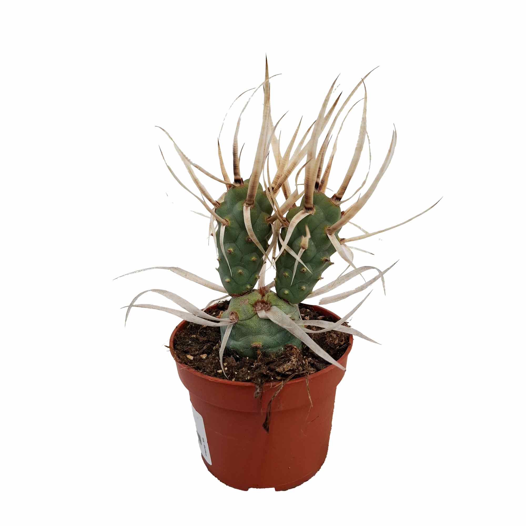 Tephrocactus articulatus 10,5cm