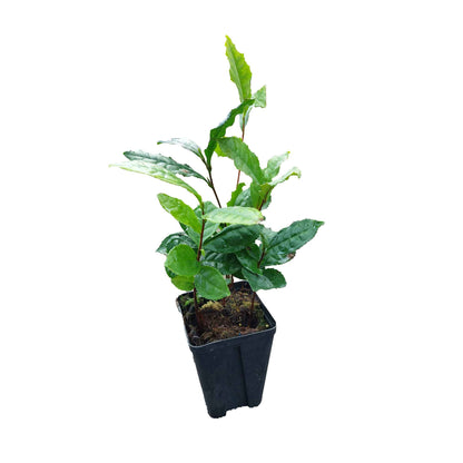 Teplante - Camellia sinensis 10-20 C1