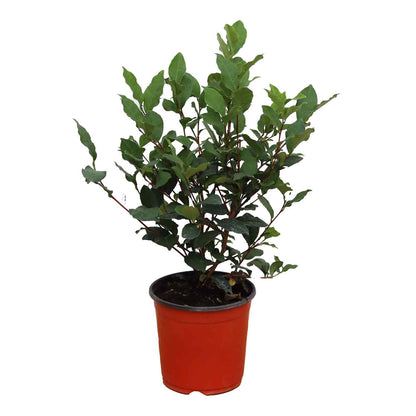 Teplante - Camellia sinensis