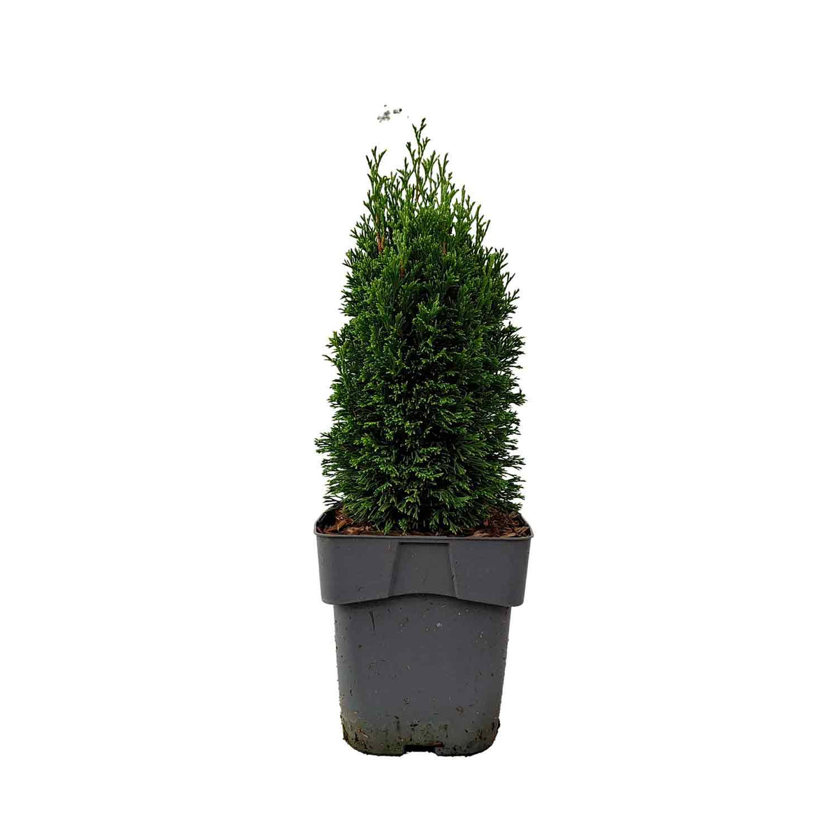 Thuja occidentalis 'Maks' C2 20-25cm