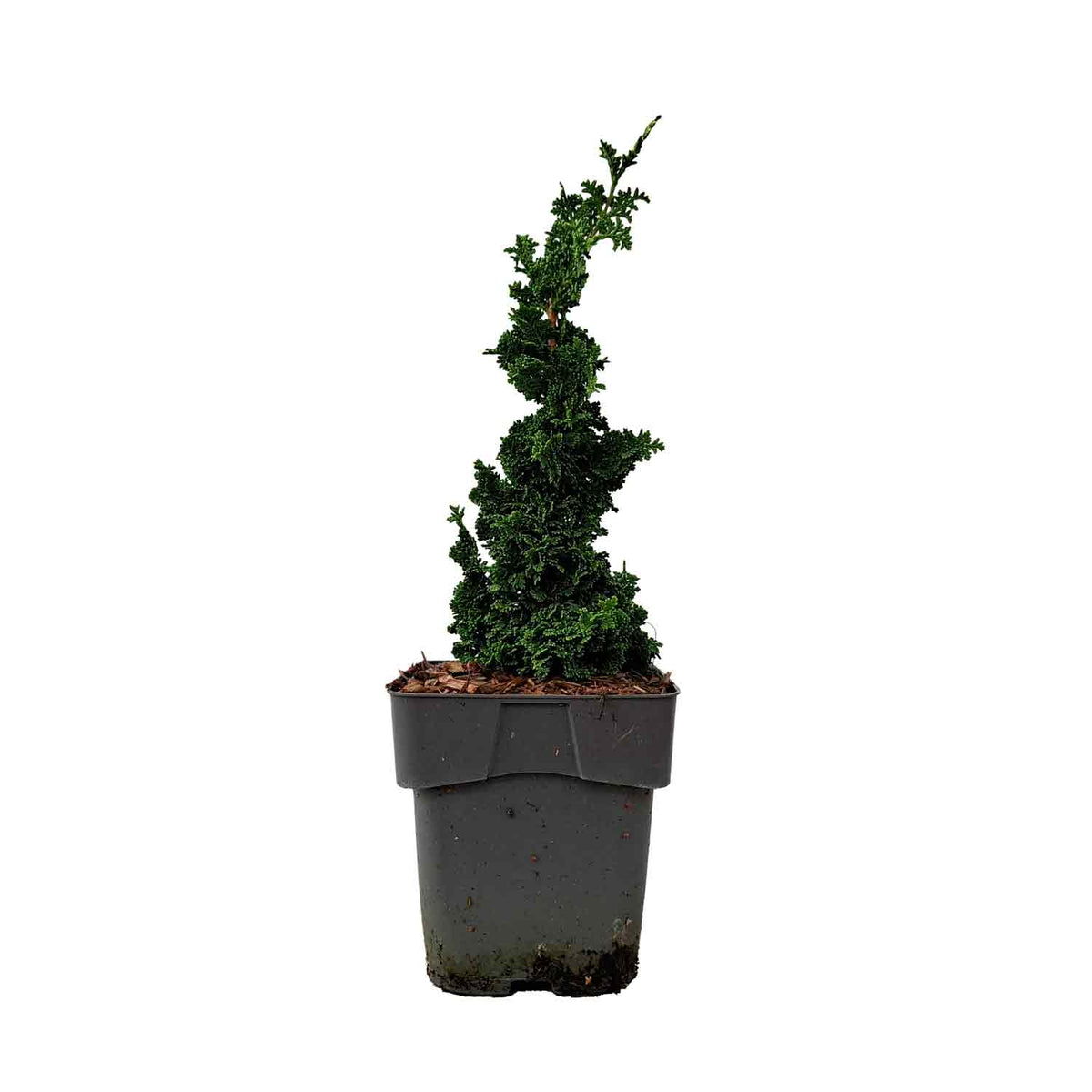 Thuja occidentalis 'Primo' C2 15-20cm