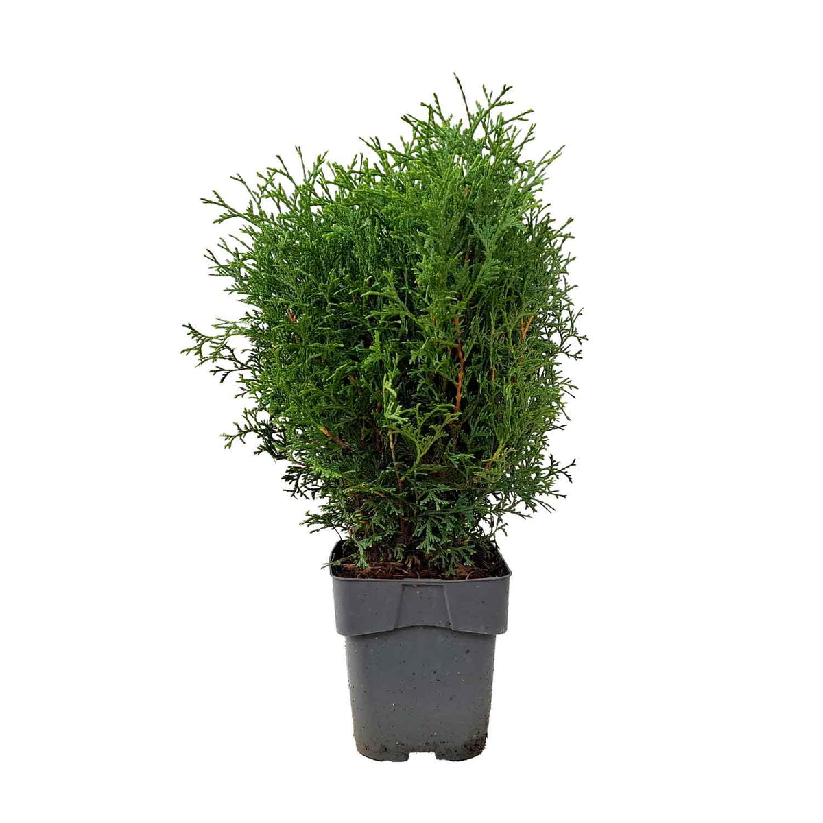 Thuja occidentalis 'Tiny Tim' C2 20-25cm
