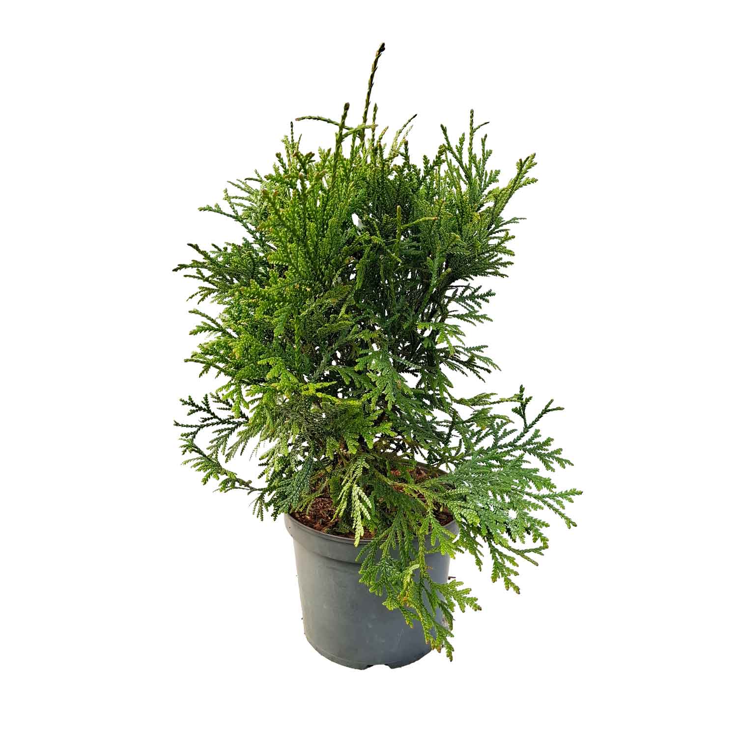 Thujopsis dolabrata 7,5L