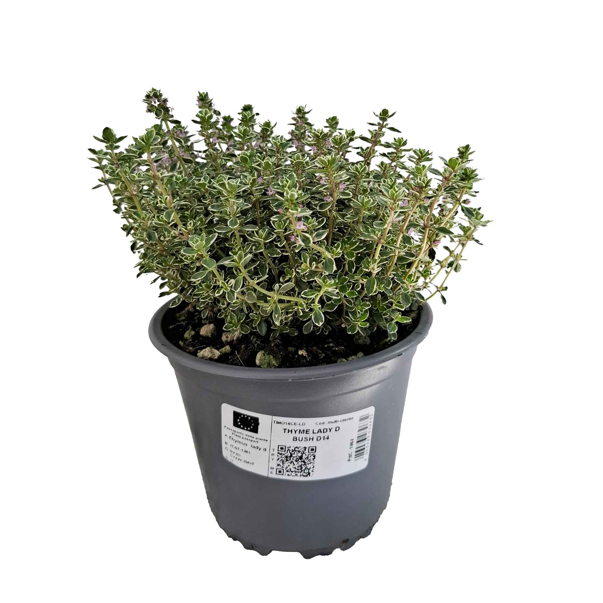 Thyme Lady D Bush D14