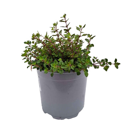 Thymus serpyllum 2L