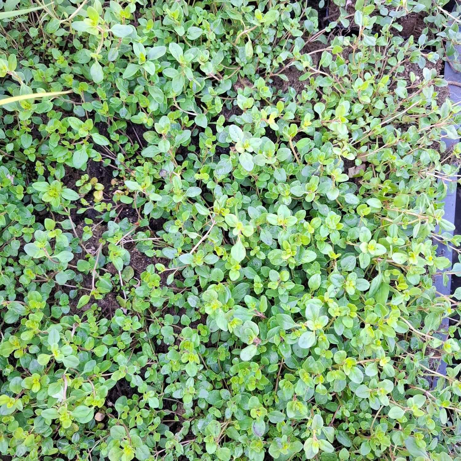 Thymus serpyllum P9