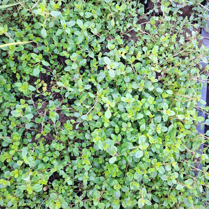 Thymus serpyllum 2L