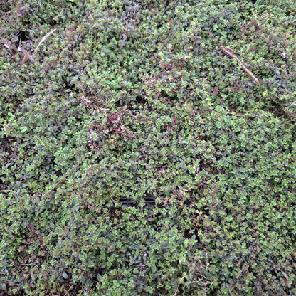 Thymus praecox 'Coccineus' P9