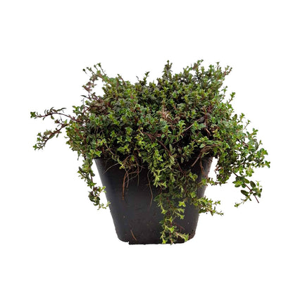 Thymus praecox 'Coccineus' P9