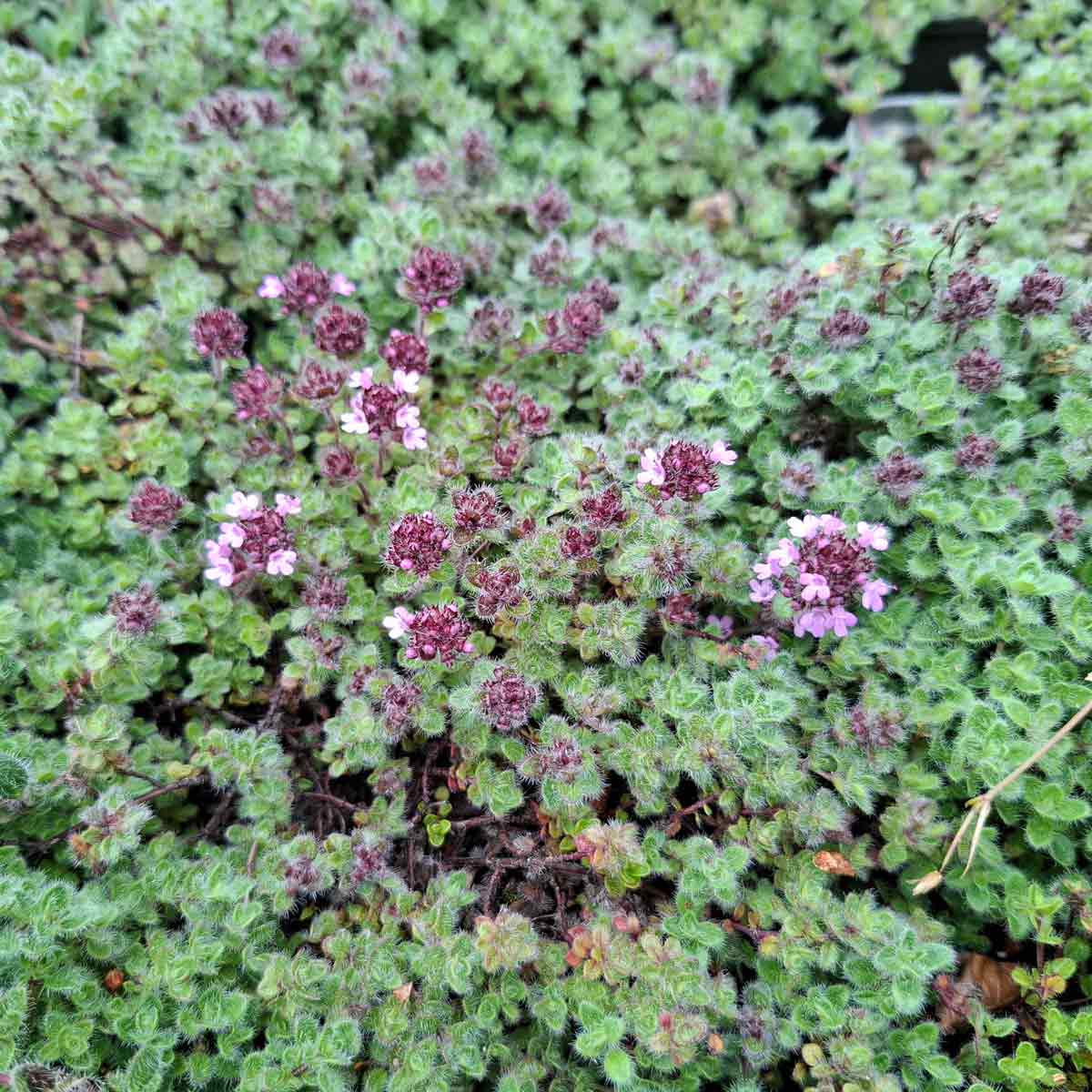 Thymus praecox 'Pseudolanuginosus' P9