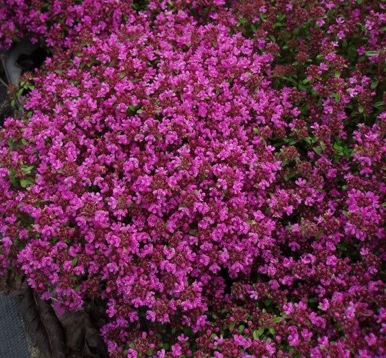 Thymus praecox 'Coccineus' 11C