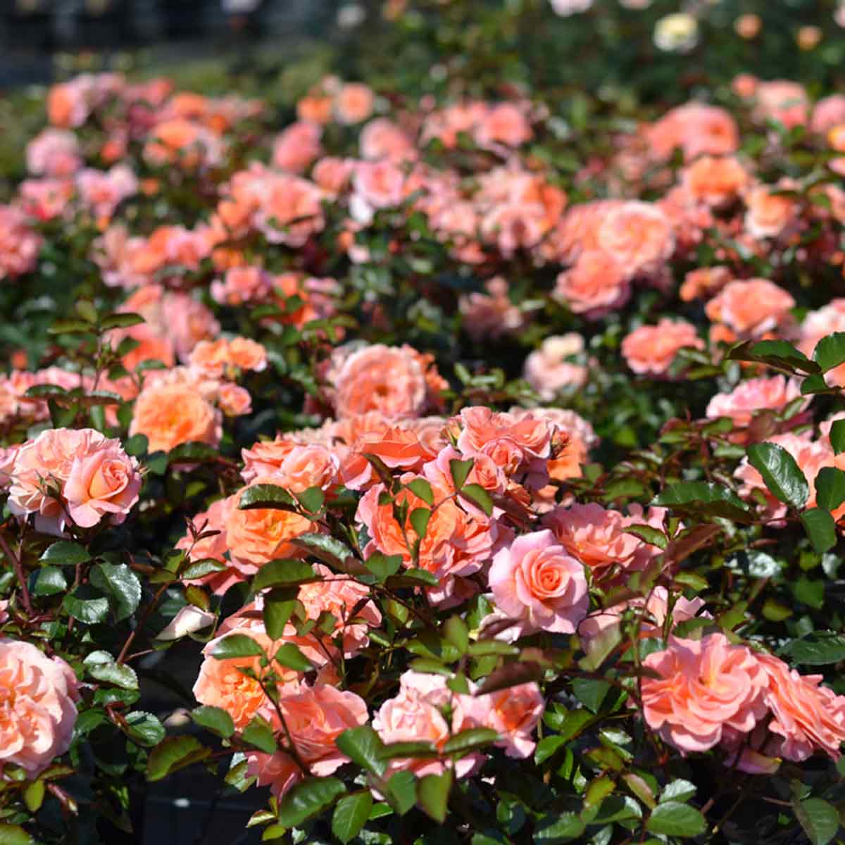 Rosa Tiktak - Flower carpet