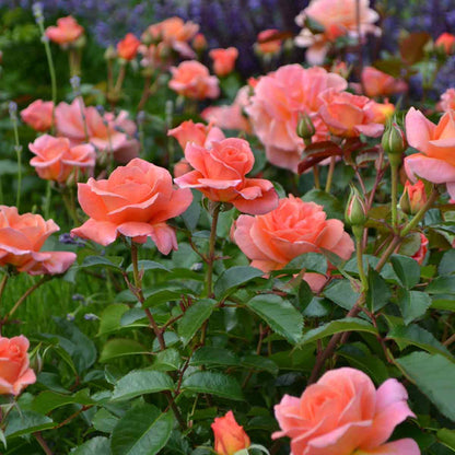 Rosa Tiktak - Flower carpet