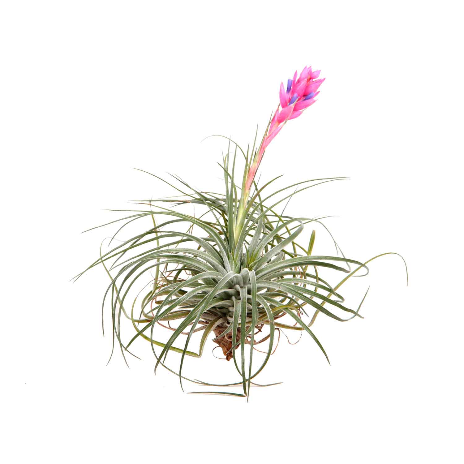 Tillandsia  10cm