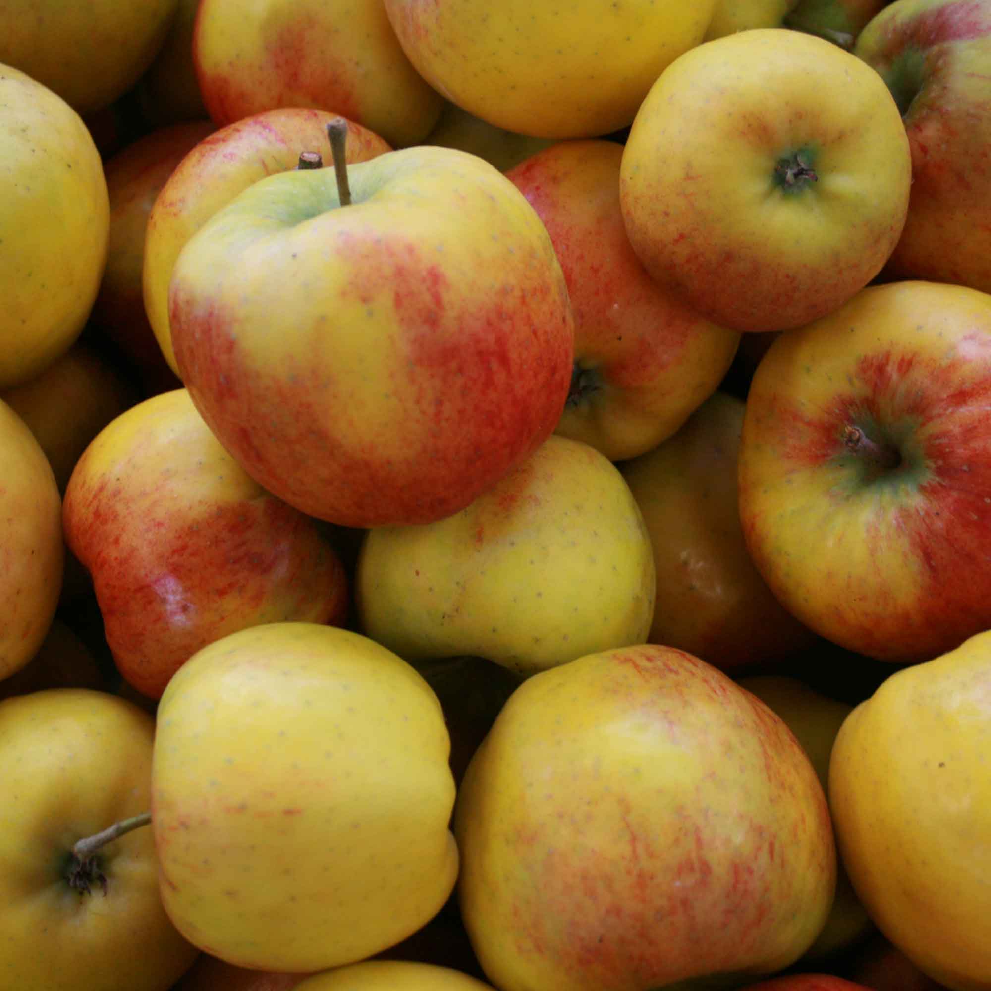 Æbletræ Malus Topaz A2 vildstamme