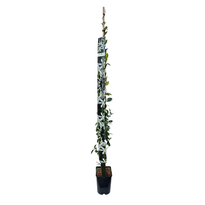 Trachelospermum jasminoides 150-175cm 5,5L