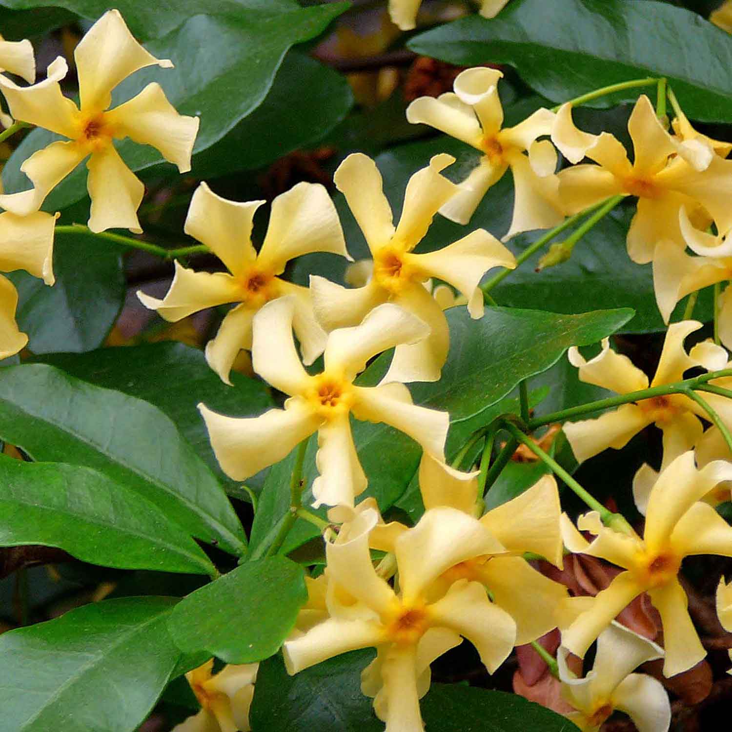 Trachelospermum jasminoides 'Star of Toscane' C2 60- 100