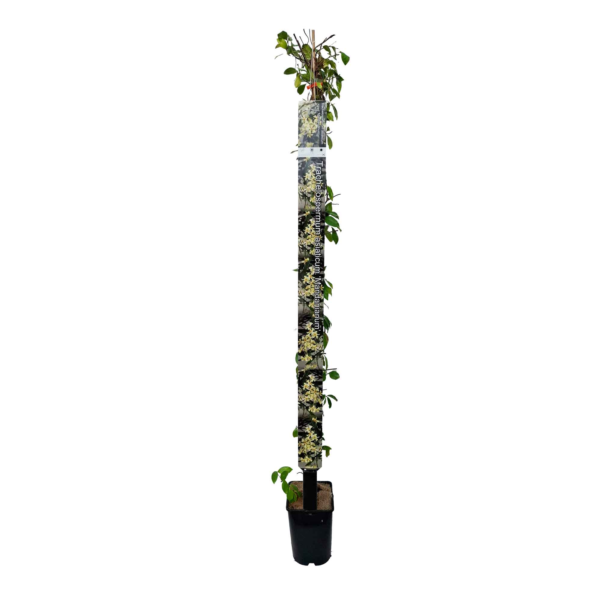 Trachelospermum as. 'Mandanianum' 150-175cm 5,5L