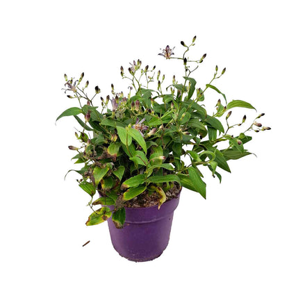 Tricyrtis form. 'Pink Freckles' PBR C3