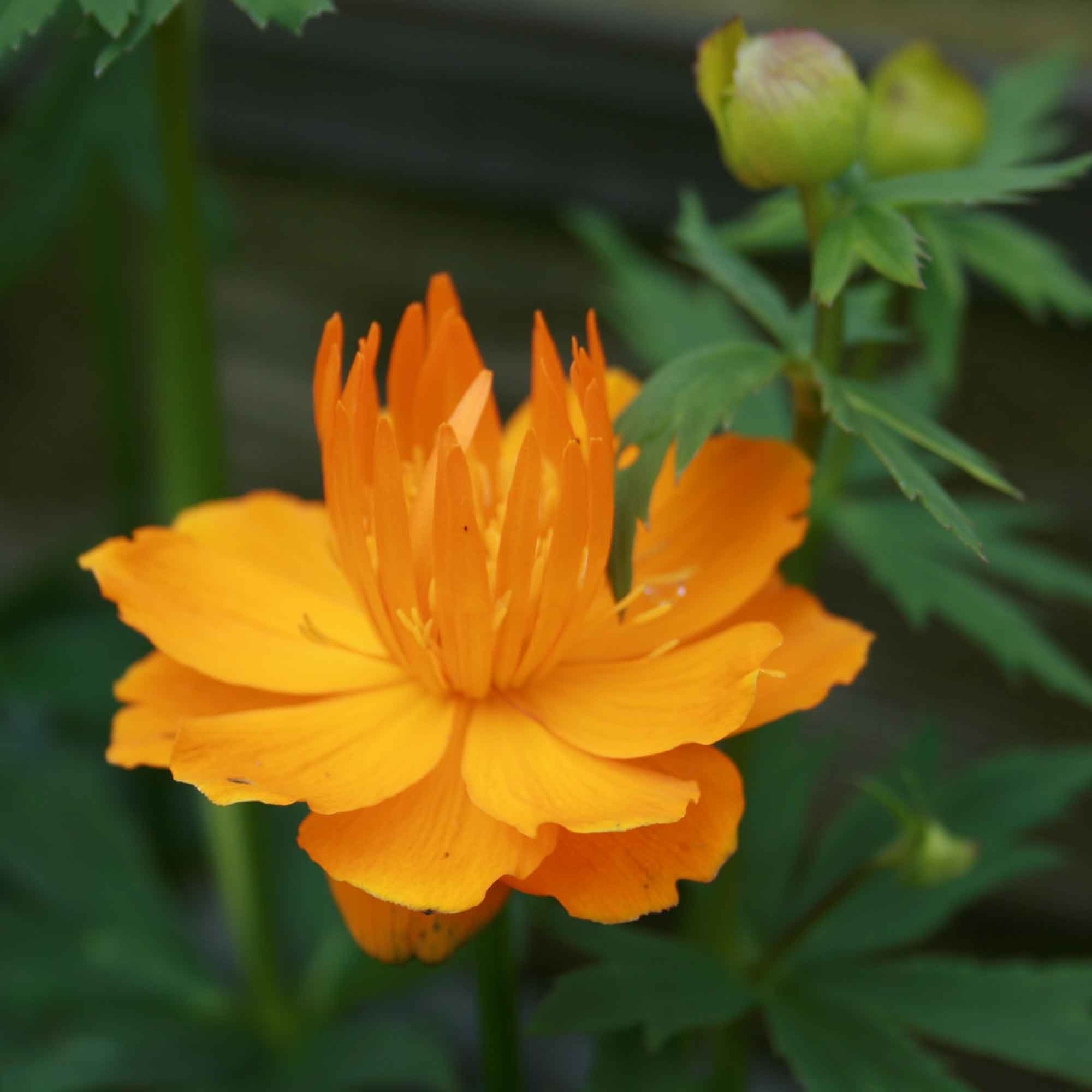 Trollius chinensis 'Golden Queen' P9