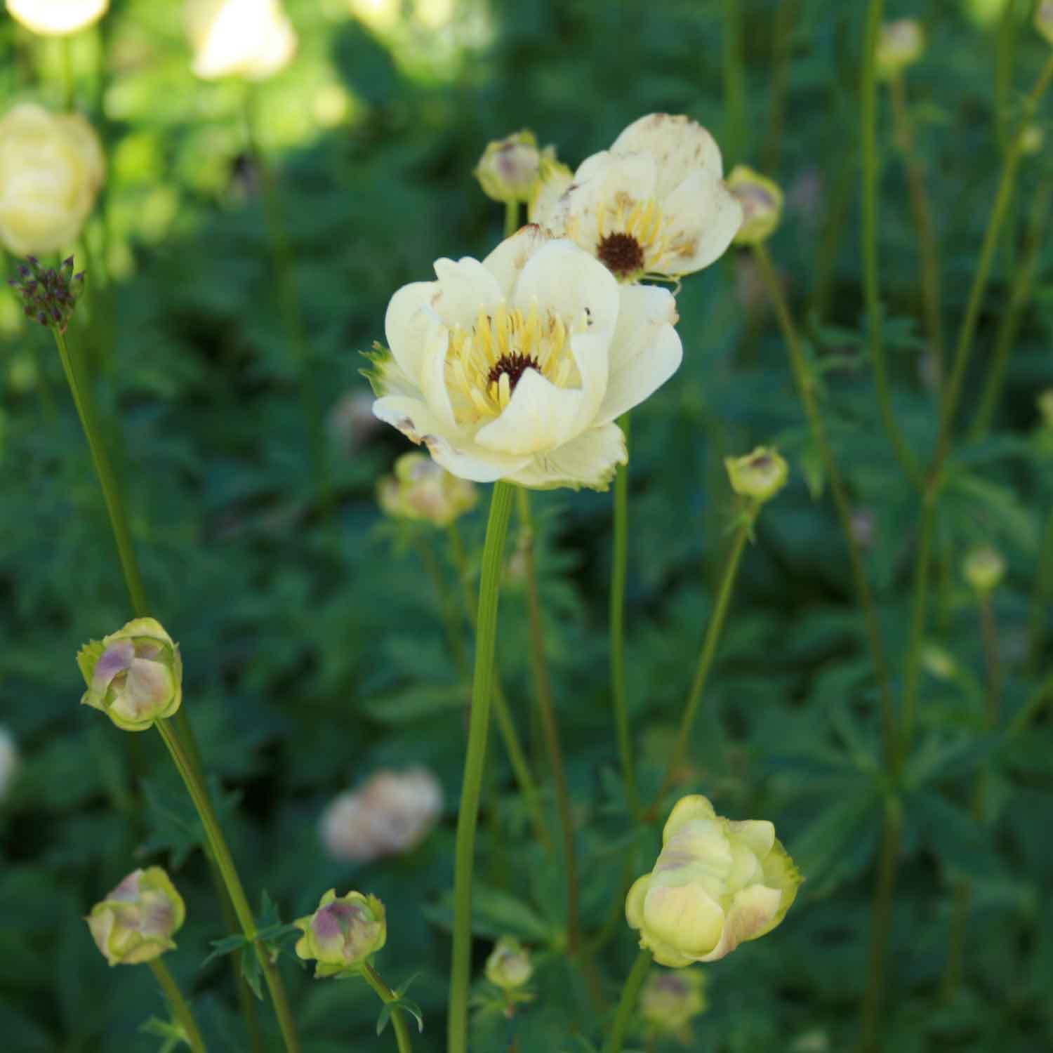 Trollius hybrid 'Cheddar' 1L
