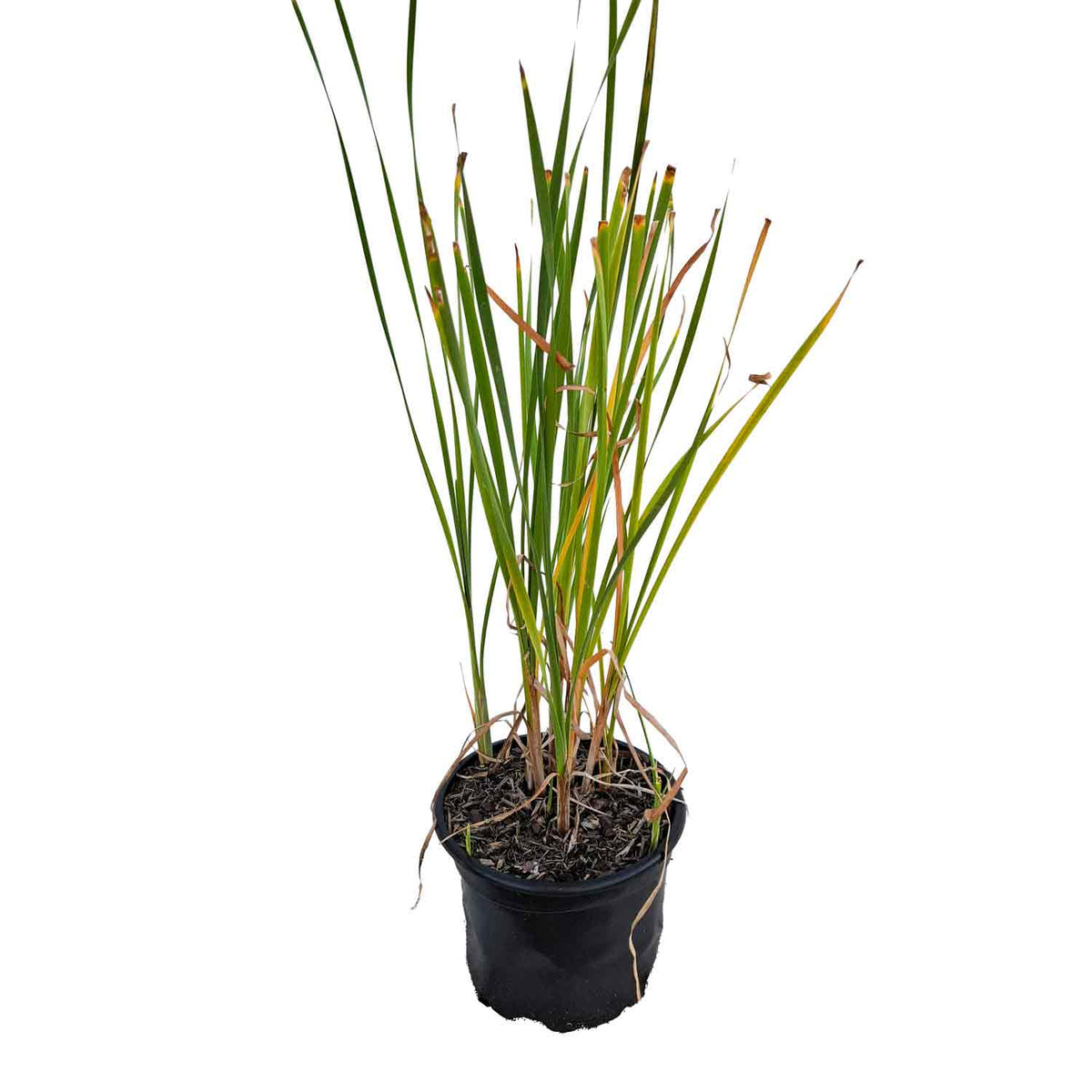 Typha angustifolia 2L