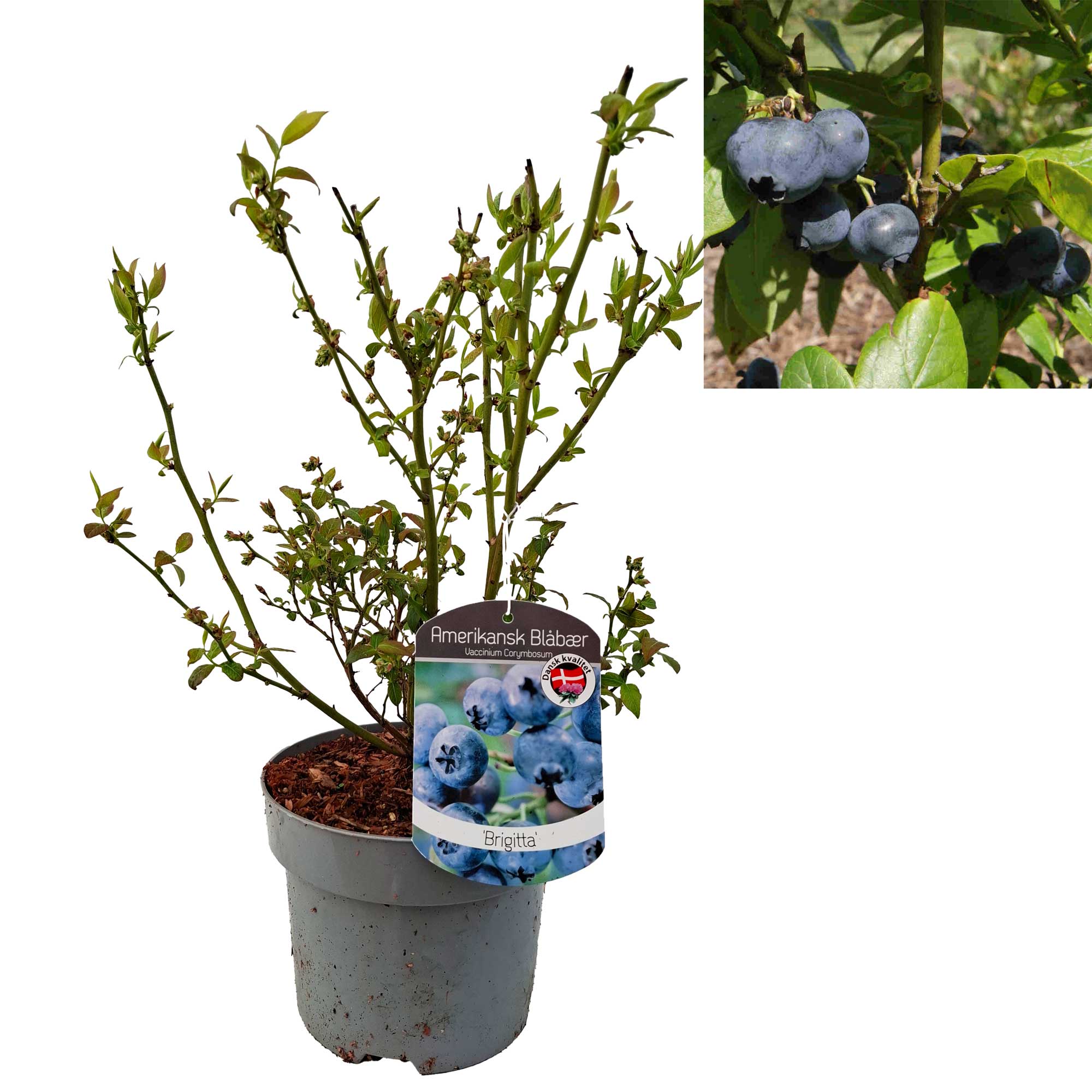 Vaccinium 'Brigitta' 25-35 - C2