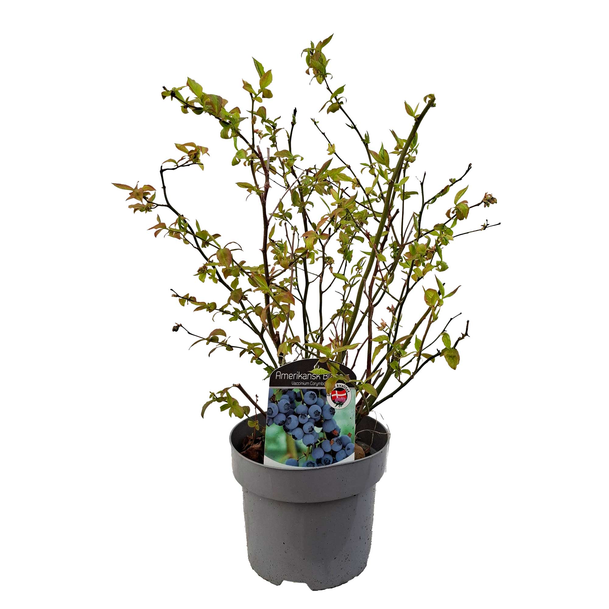 Vaccinium 'Spartan' 25-35 - C2