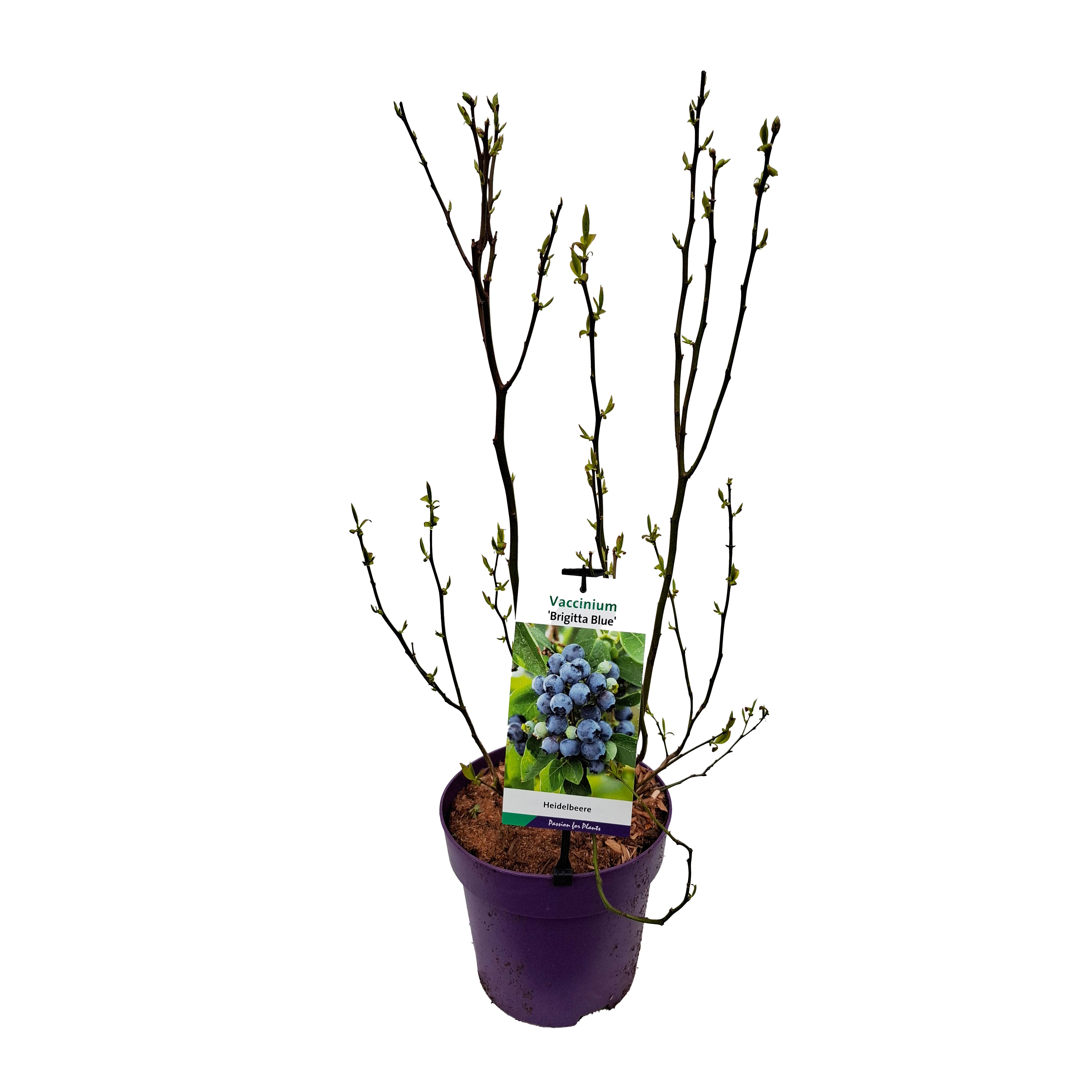 Vaccinium cor. 'Brigitta Blue' 40-50 C5