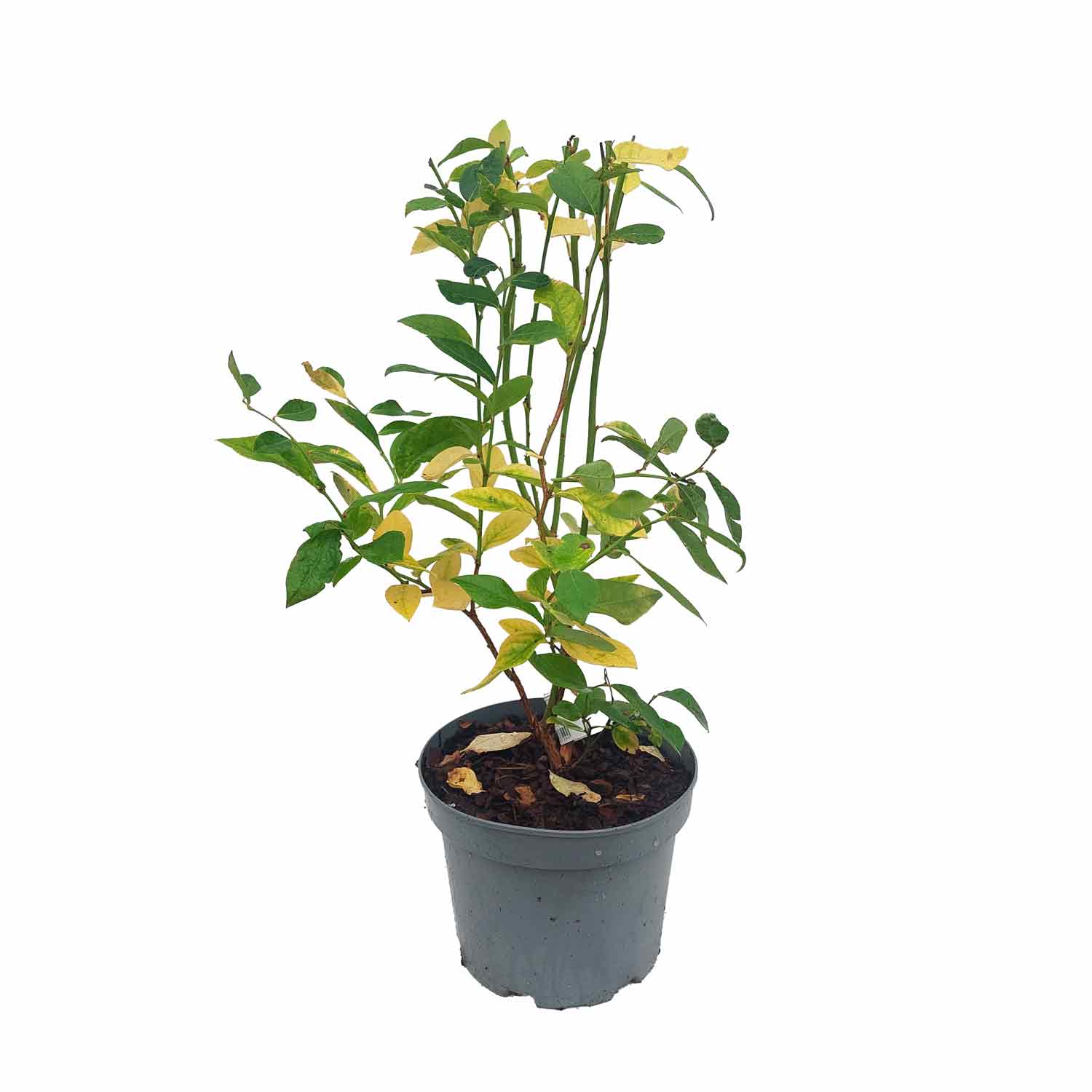 Blåbær  - Vaccinium cor. 'Duke' 3L