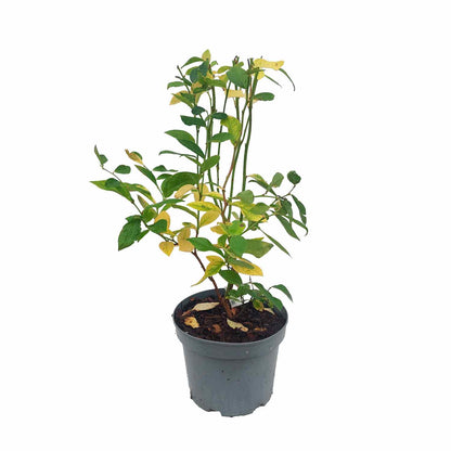 Blåbær  - Vaccinium cor. 'Duke' 3L
