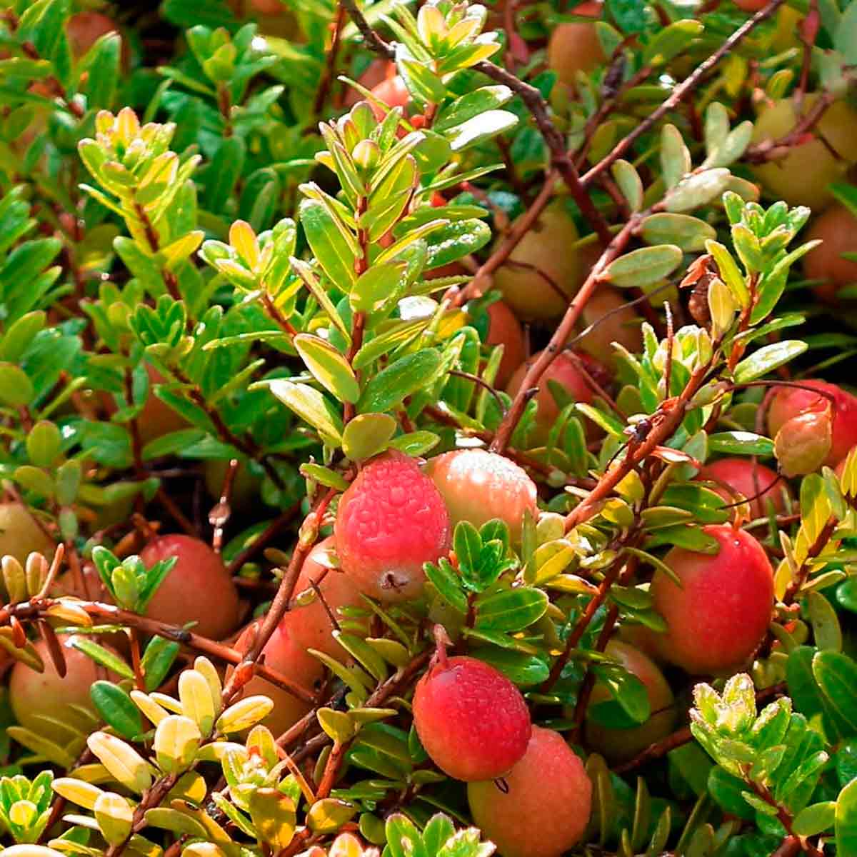 Vaccinium macrocarpon 'Cranberry' C2 30-40cm