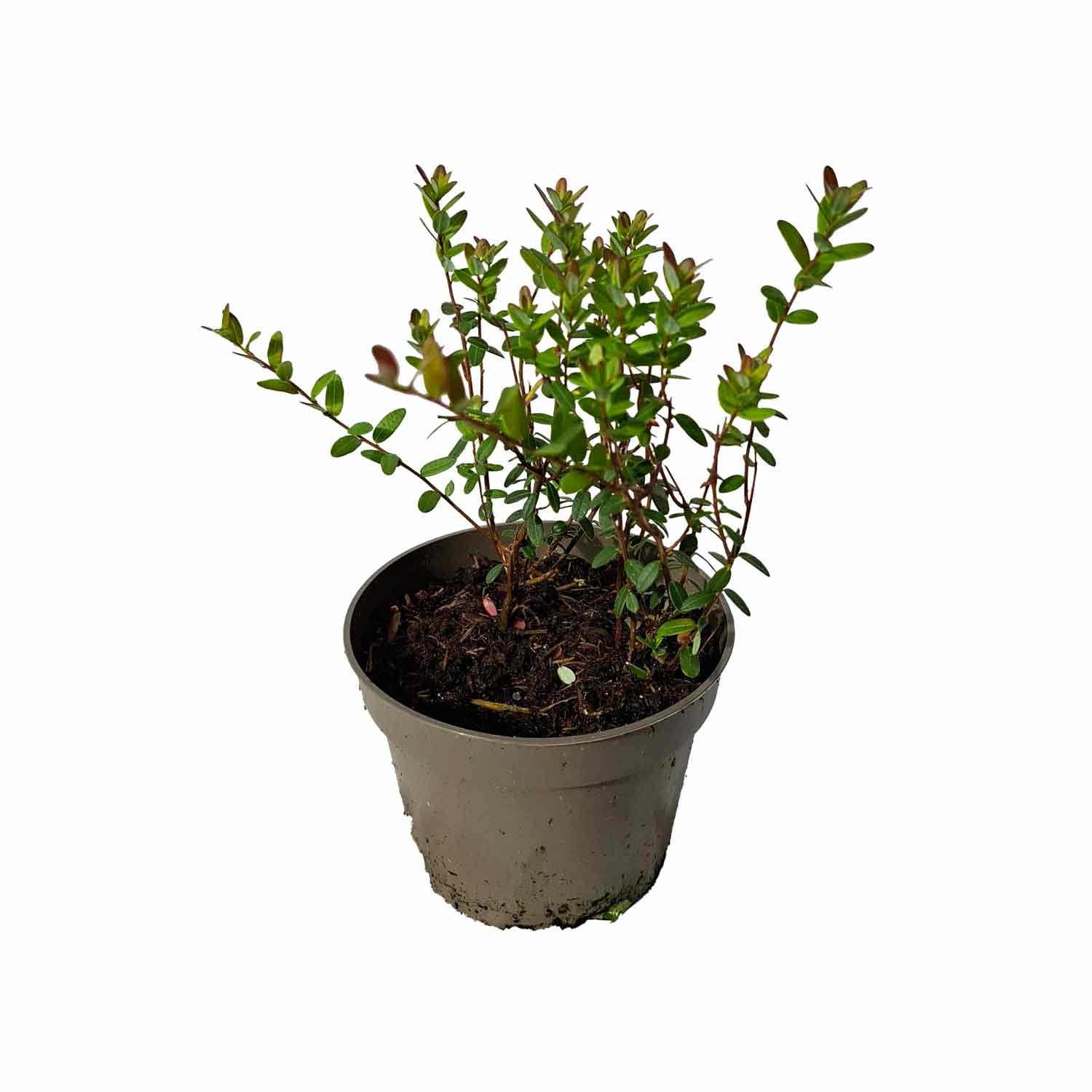 Tranebær - Vaccinium Macrocarpon 'Big Pearl' P10,5
