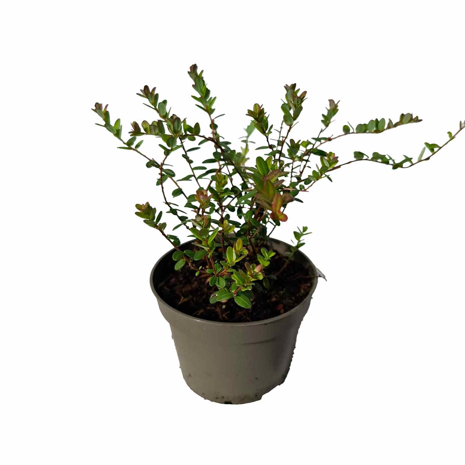 Tranebær - Vaccinium Macrocarpon 'Bergman' P10,5