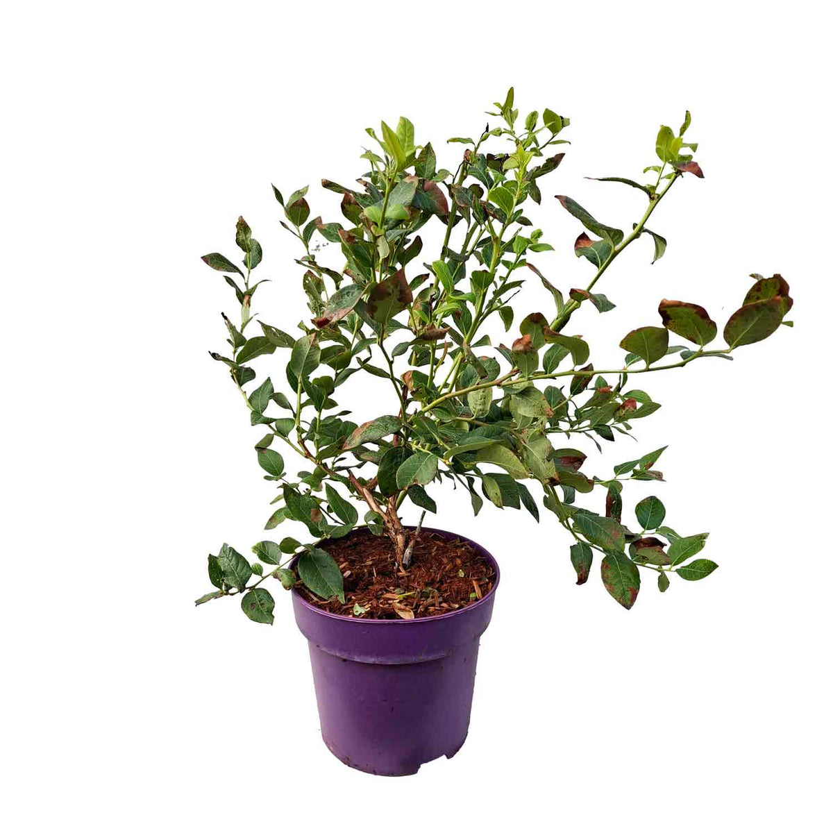 Vaccinium cor. 'Northland' 30-40 C5