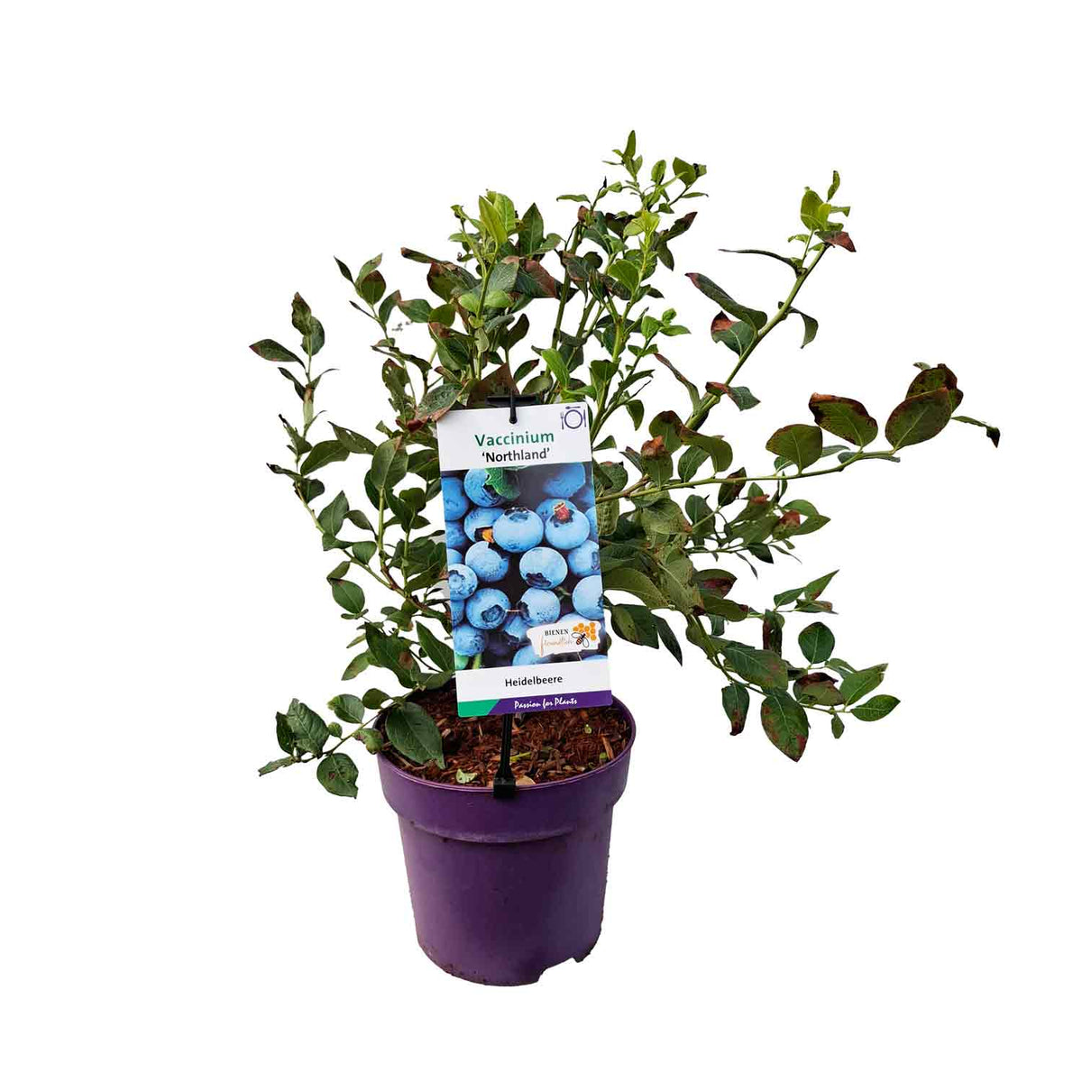 Vaccinium cor. 'Northland' 30-40 C5