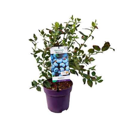 Vaccinium cor. 'Northland' 30-40 C5