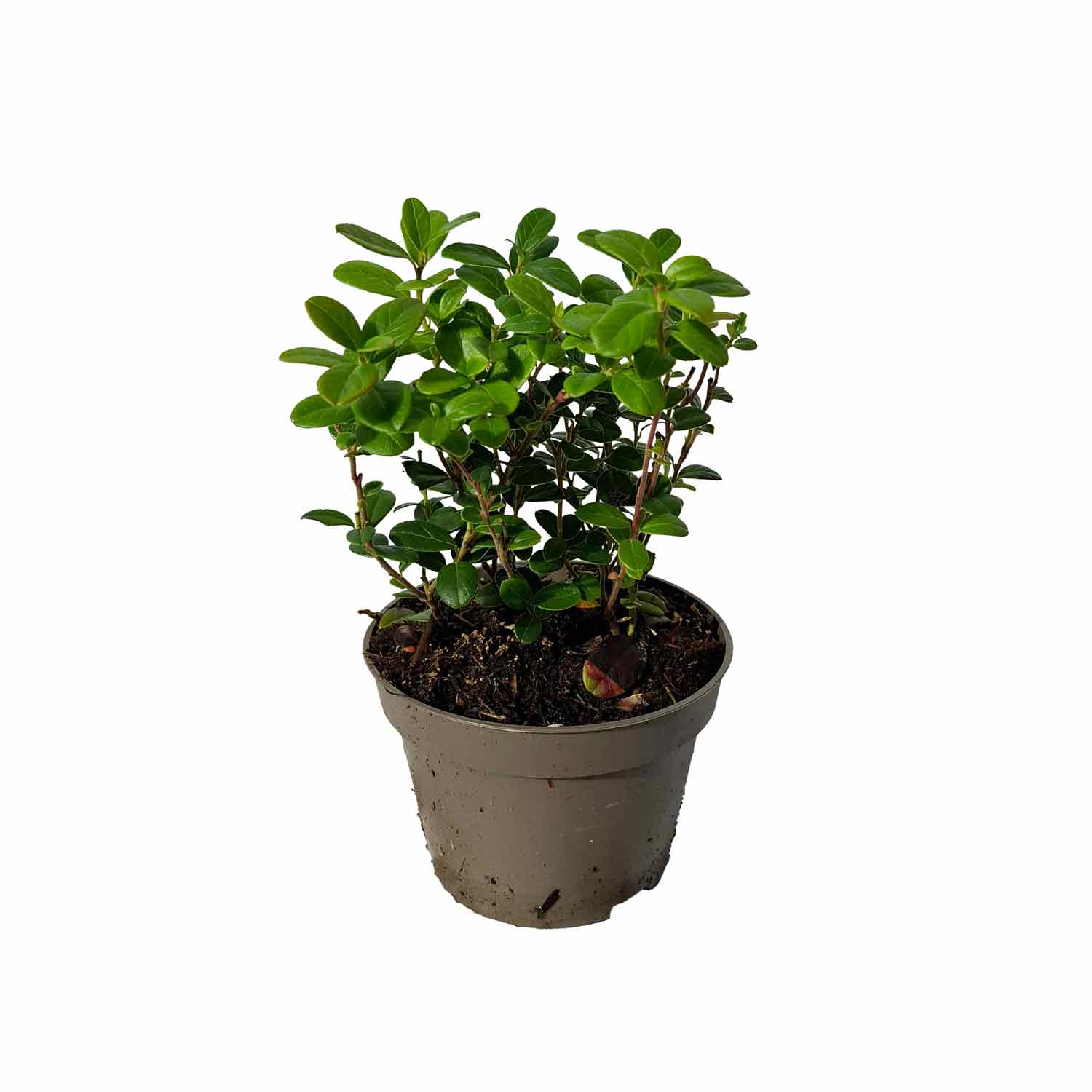 Tyttebær - Vaccinium vitis idaea 'Red Pearl' P10,5