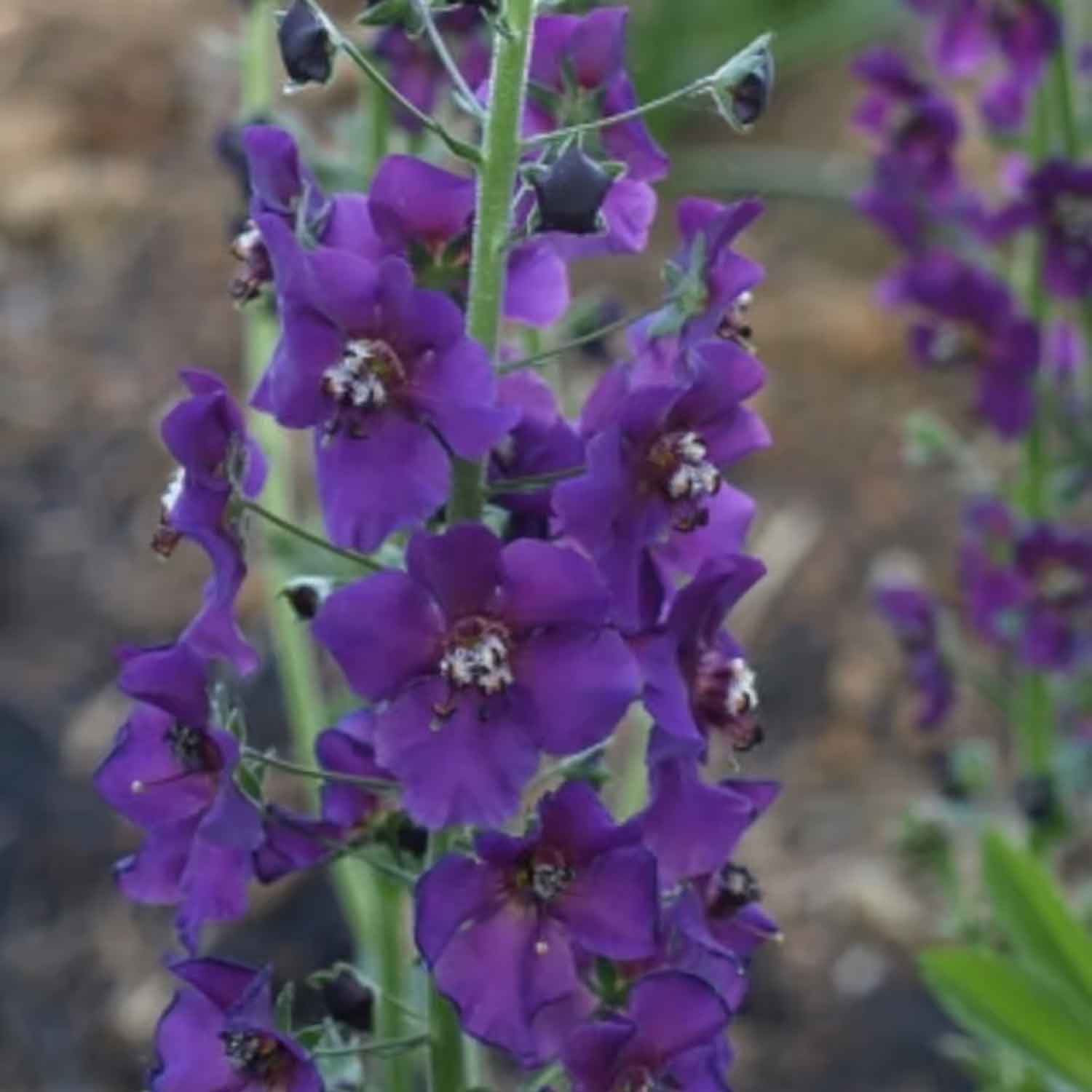 Verbascum phoeniceum P9