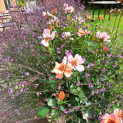 Verbena Off. 'Bampton'